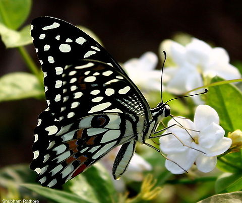 Papilio demoleus  Common Lime Butterfly,Geotagged,India,Papilio demoleus,Spring