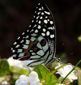 The common lime  Common Lime Butterfly,Papilio demoleus