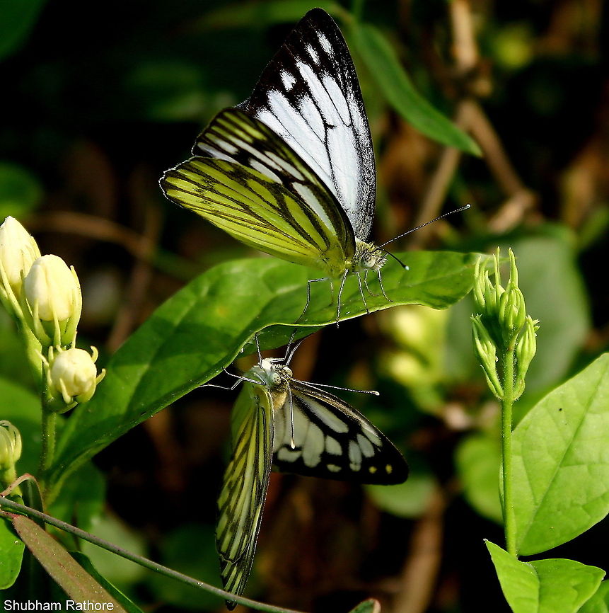 the mating dance :)  Cepora nerissa,Common Gull