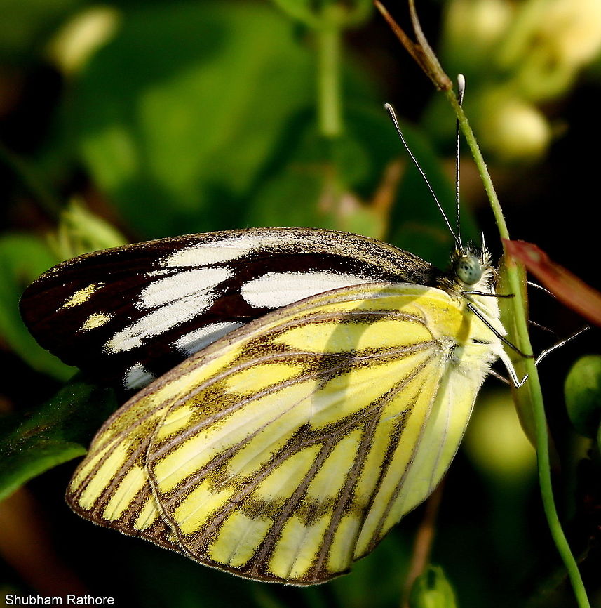 Common gull :) :) This female stayed while the male hovered above...the mating season has begun :') Cepora nerissa,Common Gull
