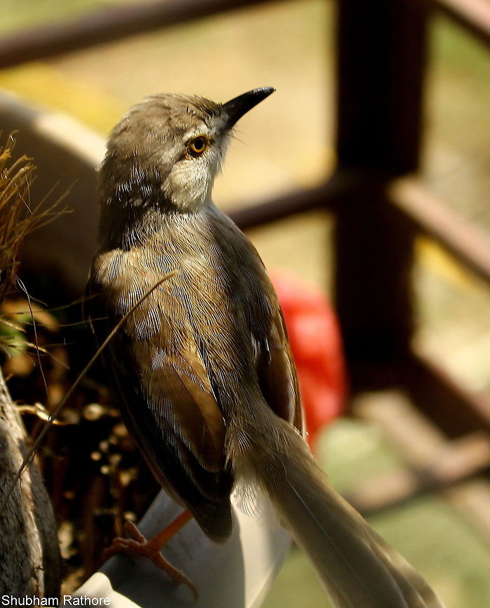 A beautiful visitor :) please help identify Geotagged,India,Plain prinia,Prinia inornata