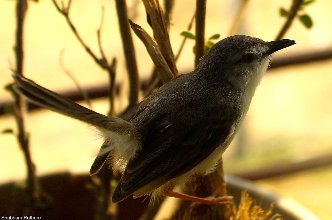 A flycatcher Thats all i can guess from the beak