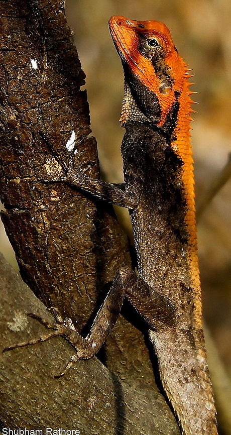 Calotes versicolor (male) since its the mating season, they prefer a brighter colour combination than usual Calotes rouxii,Calotes versicolor,Monilesaurus rouxii,Oriental Garden Lizard,monilesaurus rouxii
