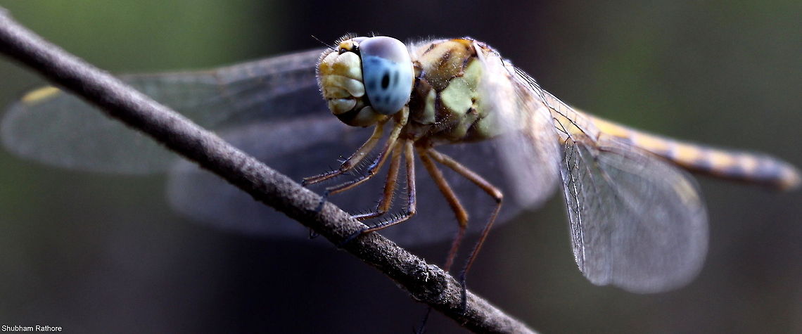 help identify  Geotagged,India,animalia,anisoptera,biodiversity,insects,libellulidae,odonata