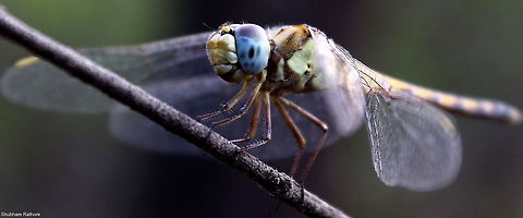 help identify  Geotagged,India,animalia,anisoptera,biodiversity,insects,libellulidae,odonata