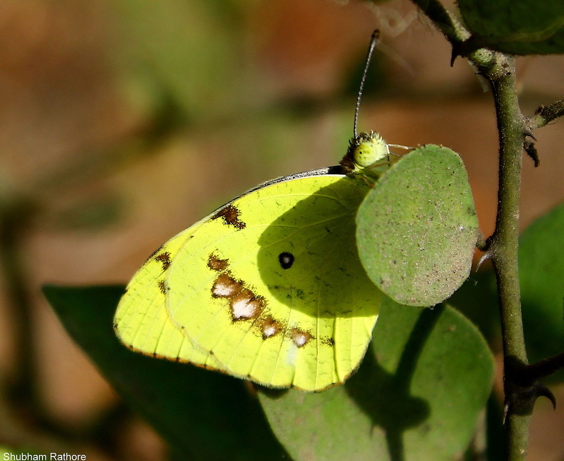 White orange tip  Geotagged,India,Ixias marianne,Spring,White Orange Tip