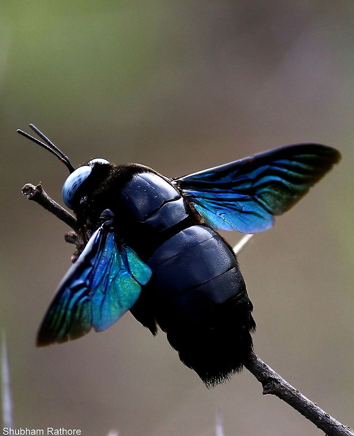 Carpenter bee  Tropical carpenter bee,Xylocopa latipes