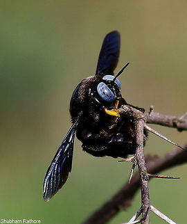 Indian carpenter bee  Tropical carpenter bee,Xylocopa latipes