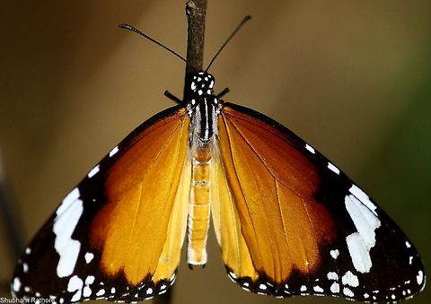 butterfly :D  African Monarch,Danaus chrysippus