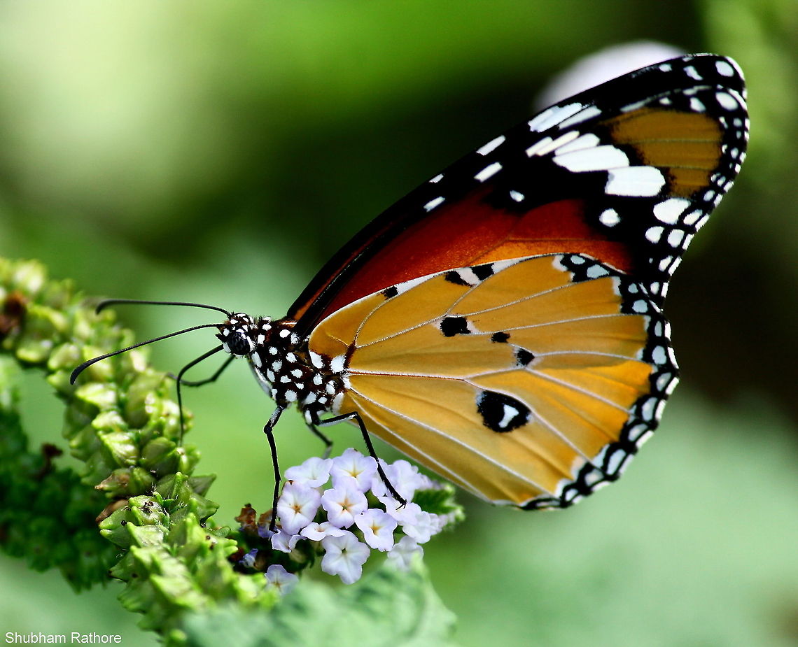 Its feeding time :D  African Monarch,Danaus chrysippus
