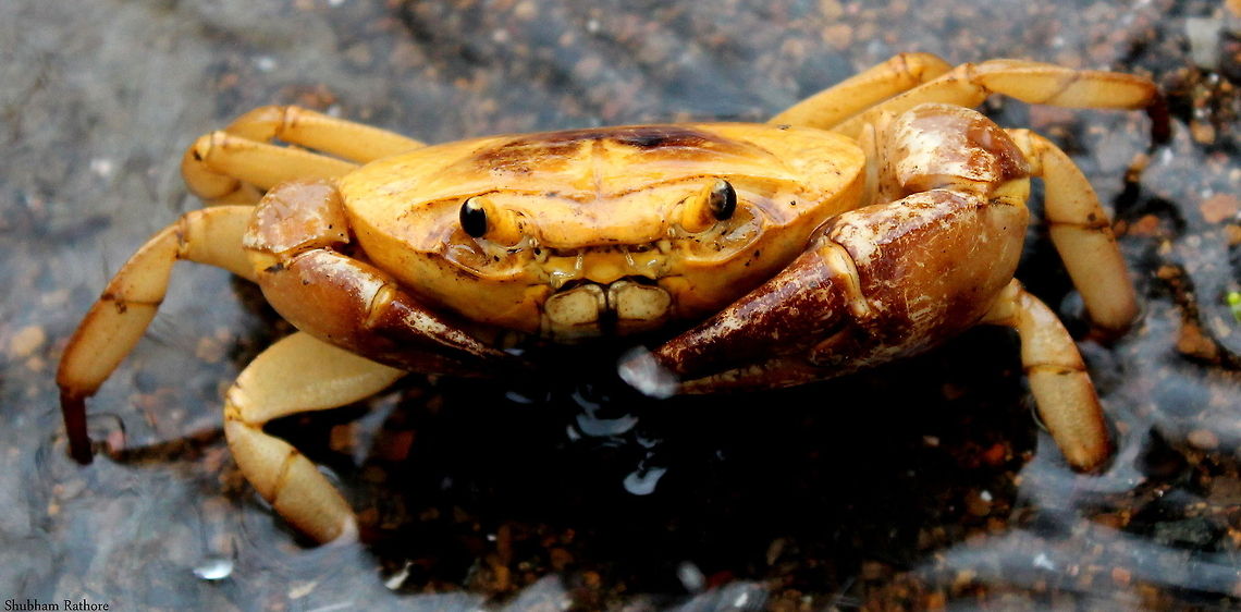Common indian crab :D