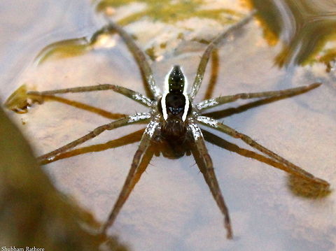 rafting spider  Dolomedes fimbriatus,Raft spider