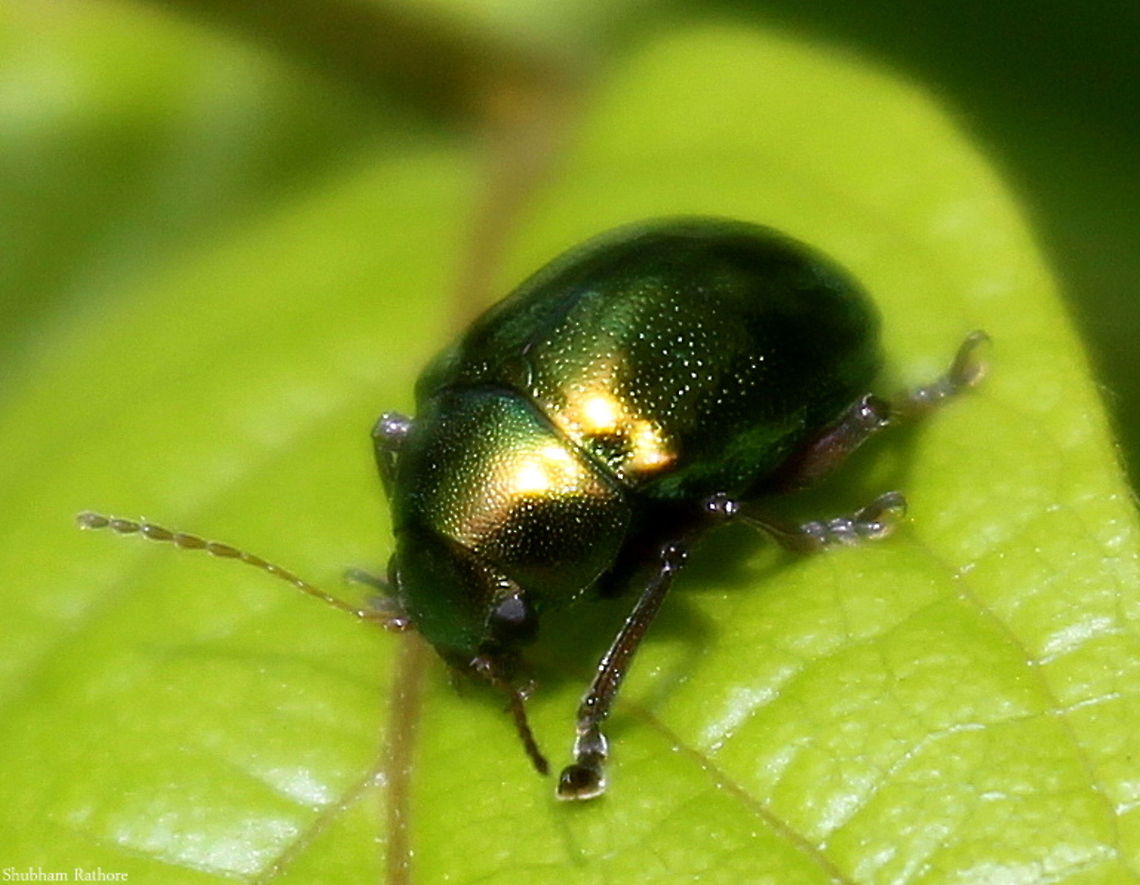 jewel beetle