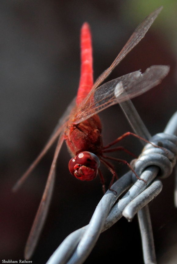 Red beauty  Crocothemis servilia,Scarlet Skimmer
