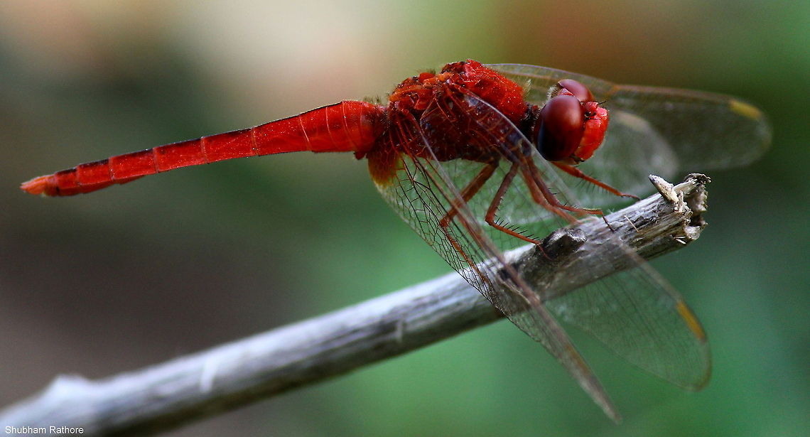 Crocothemis perched on a twig  Crocothemis servilia,Scarlet Skimmer