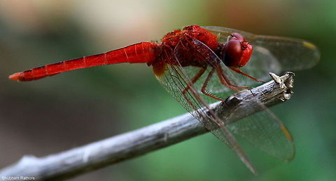 Crocothemis perched on a twig  Crocothemis servilia,Scarlet Skimmer