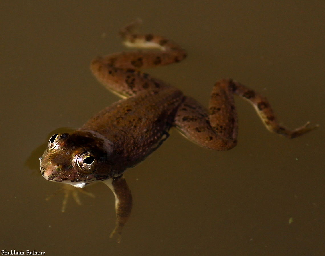 In the moor monsoon has begun <3 Euphlyctis cyanophlyctis