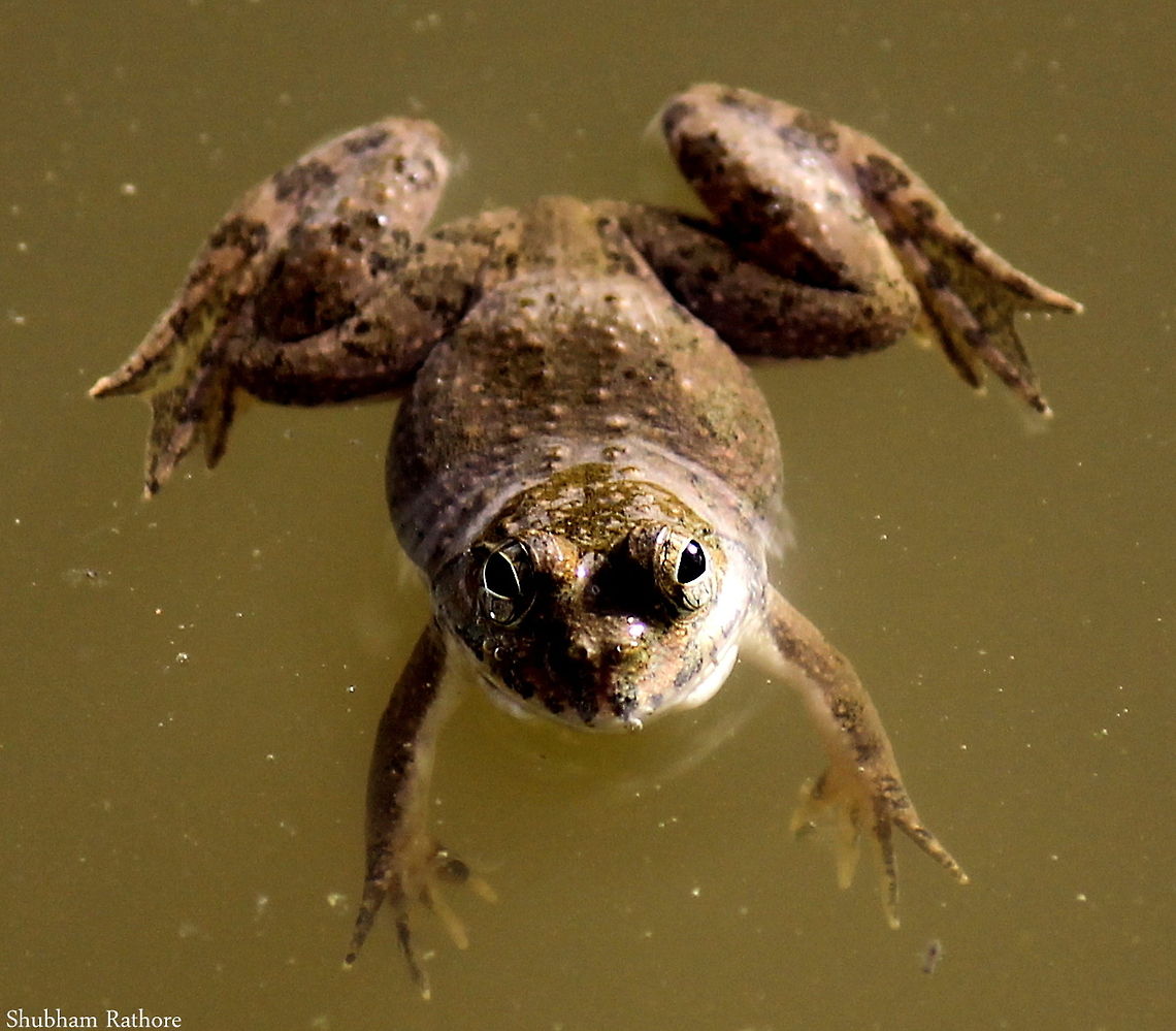 common indian frog