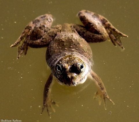 common indian frog