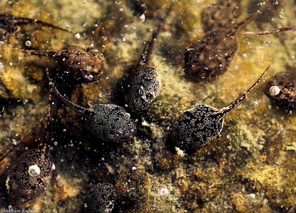 Tadpoles found them in a shallow pond :D