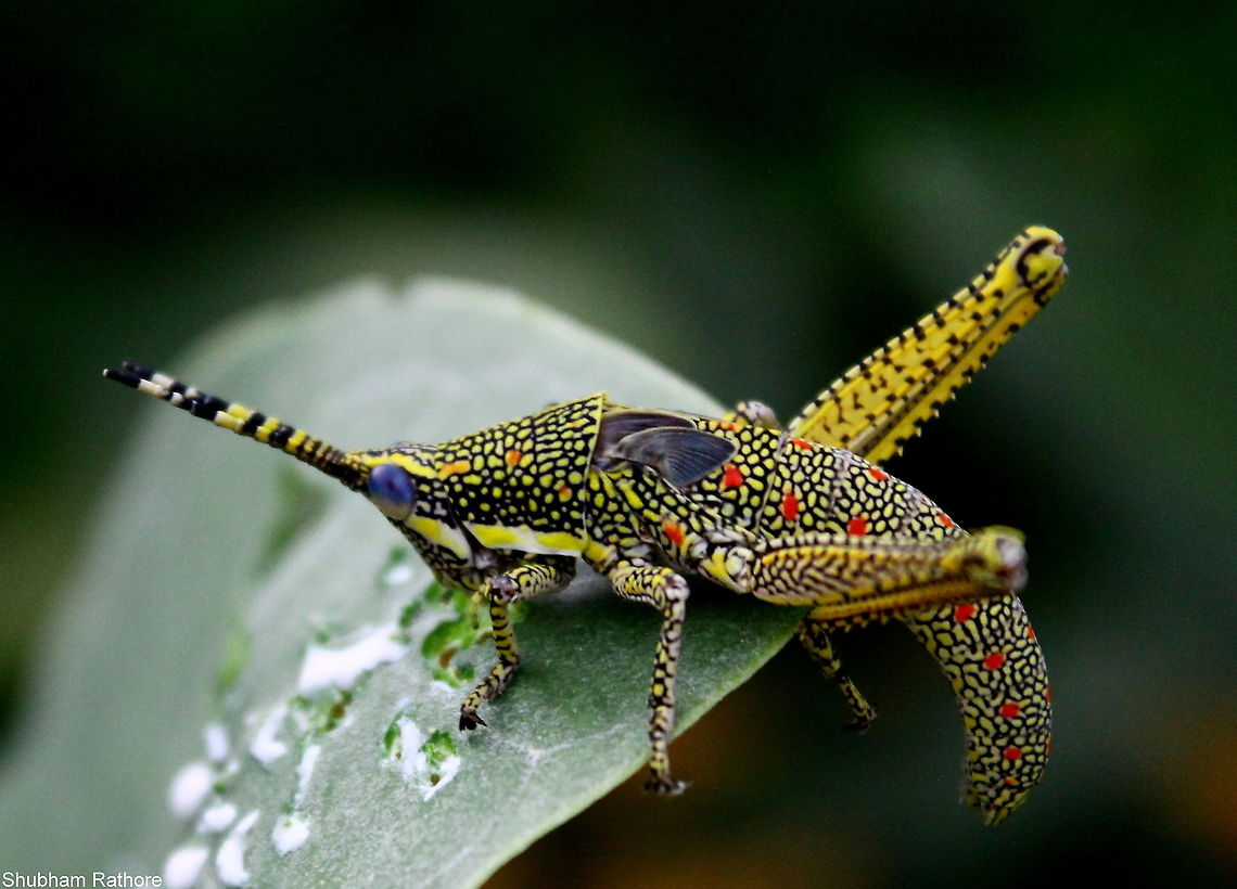 Grasshopper(nymph)  Painted Grasshopper,Poekilocerus pictus