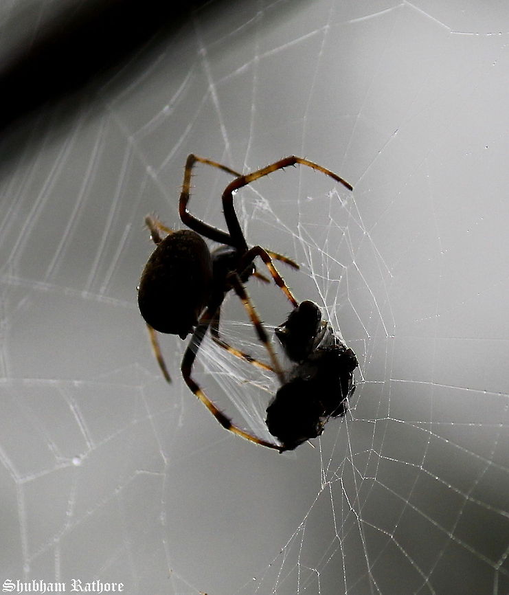 Garden orbweaver With its meal...tried to focus on the spinnerets