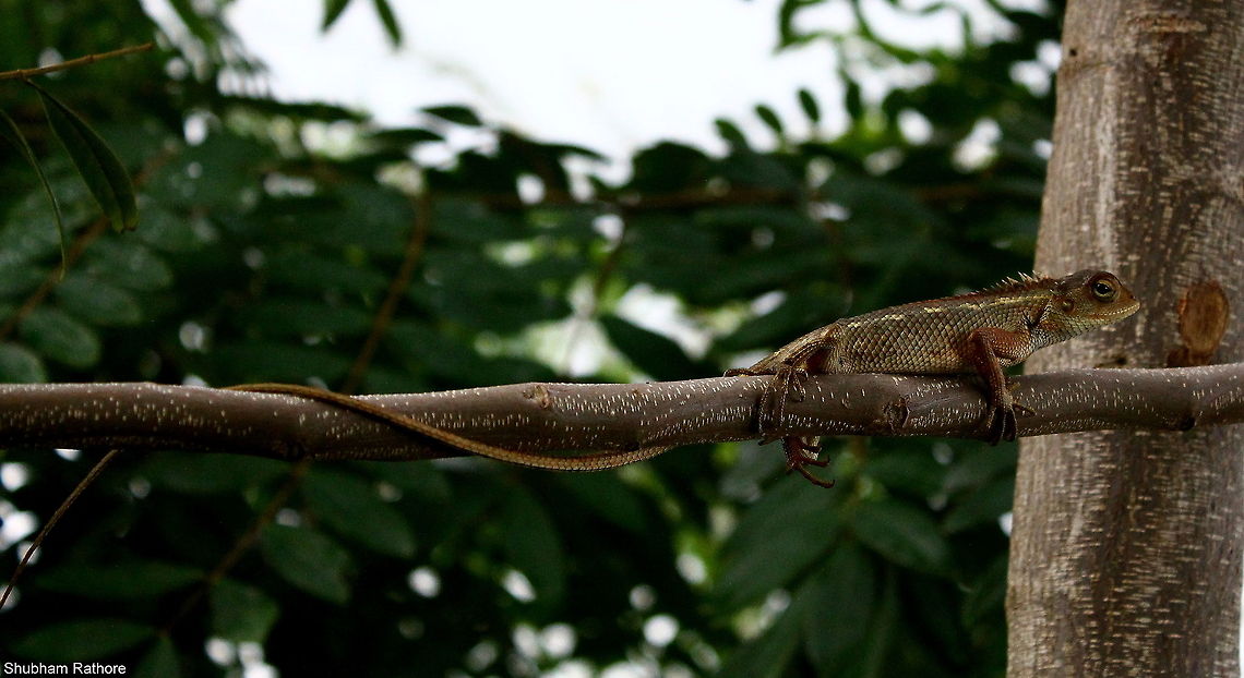 Calotes versicolour the poses that they give &lt;3 Calotes versicolor,Geotagged,India,Oriental Garden Lizard,Summer