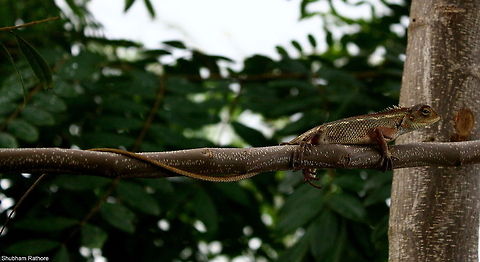 Calotes versicolour the poses that they give <3 Calotes versicolor,Geotagged,India,Oriental Garden Lizard,Summer