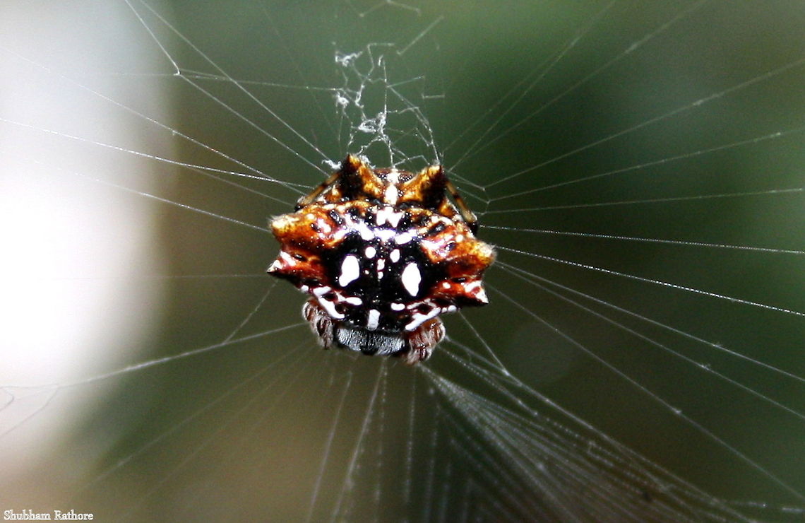 spiney orb weaver :D  Gasteracantha arcuata