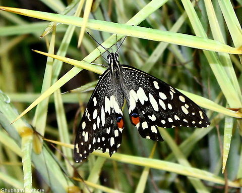 Drying its wings in the rain, the common lime  Common Lime Butterfly,Papilio demoleus