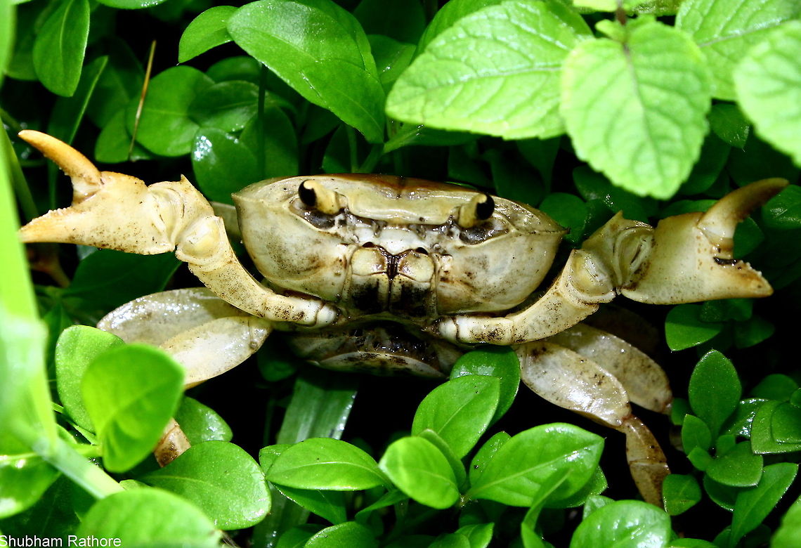 Indian fresh water crab
