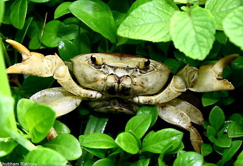 Indian fresh water crab