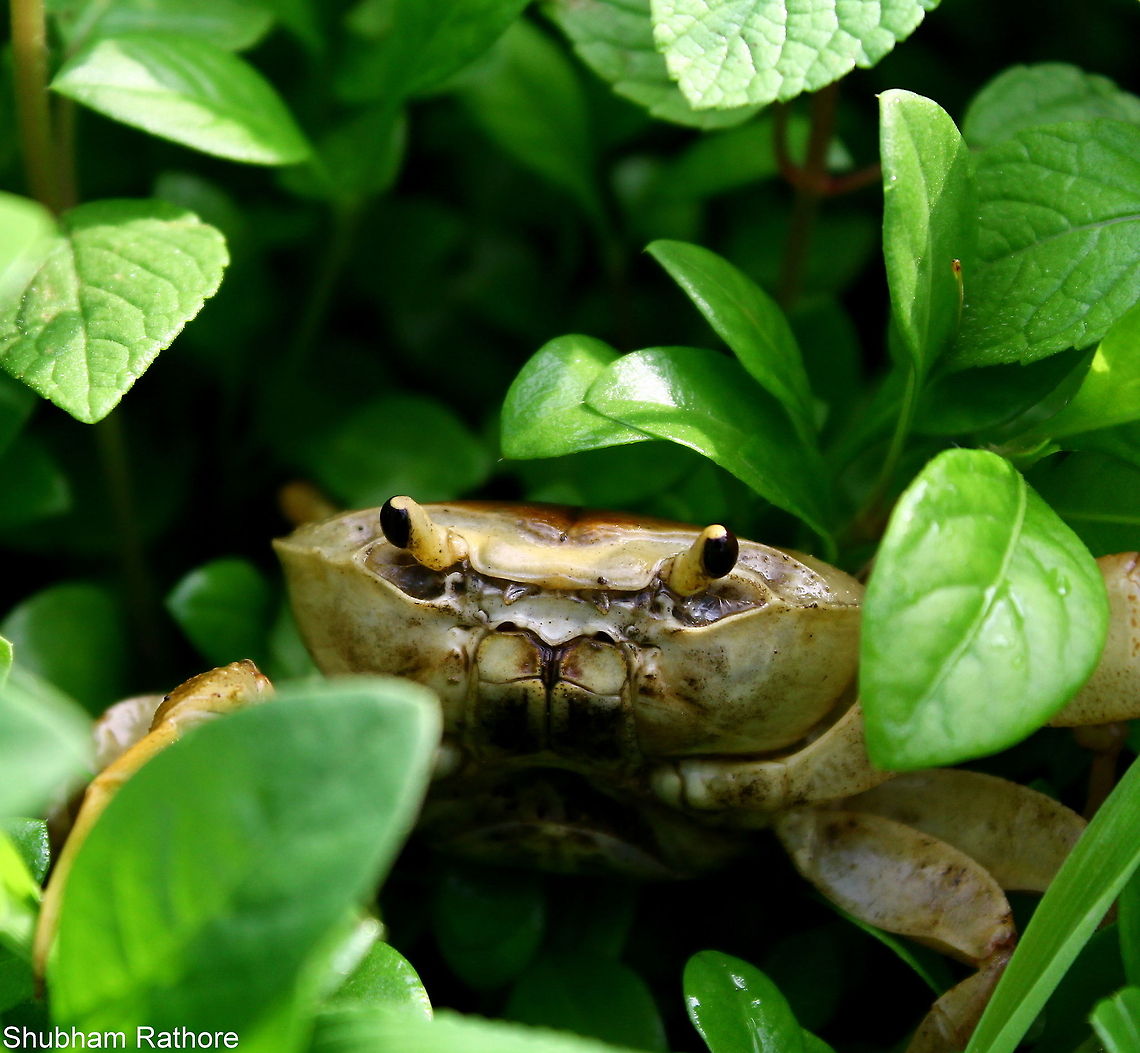 Indian fresh water crab the portraits these guys give &lt;3