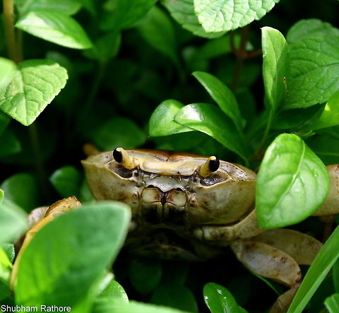 Indian fresh water crab the portraits these guys give <3