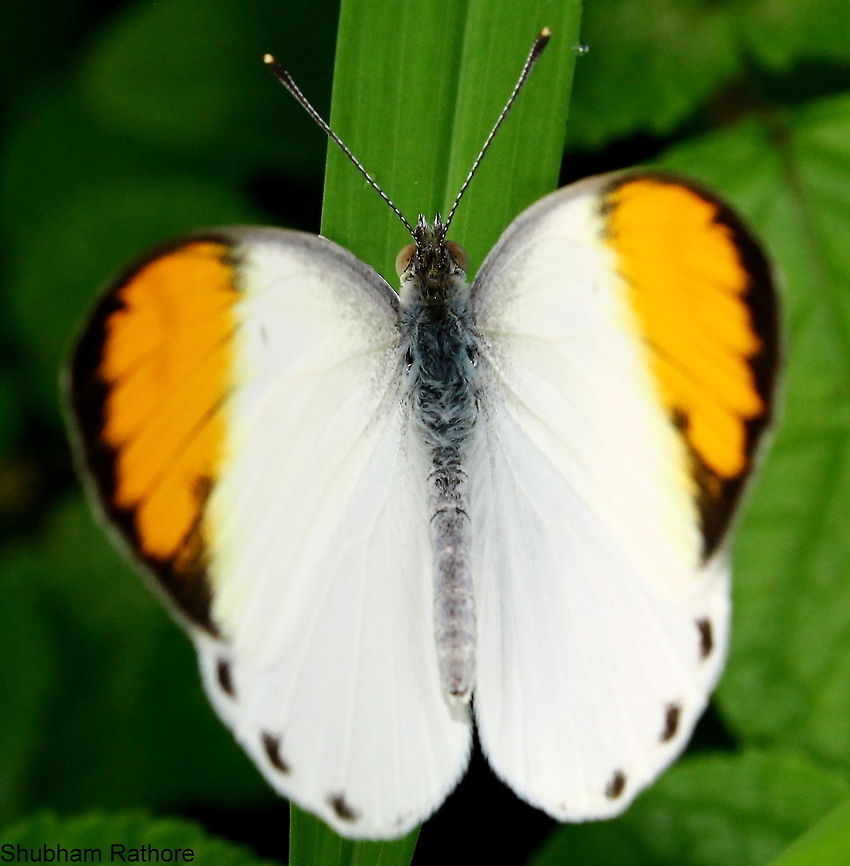 Sulphur orange tip  Colotis aurora,Geotagged,India,Summer