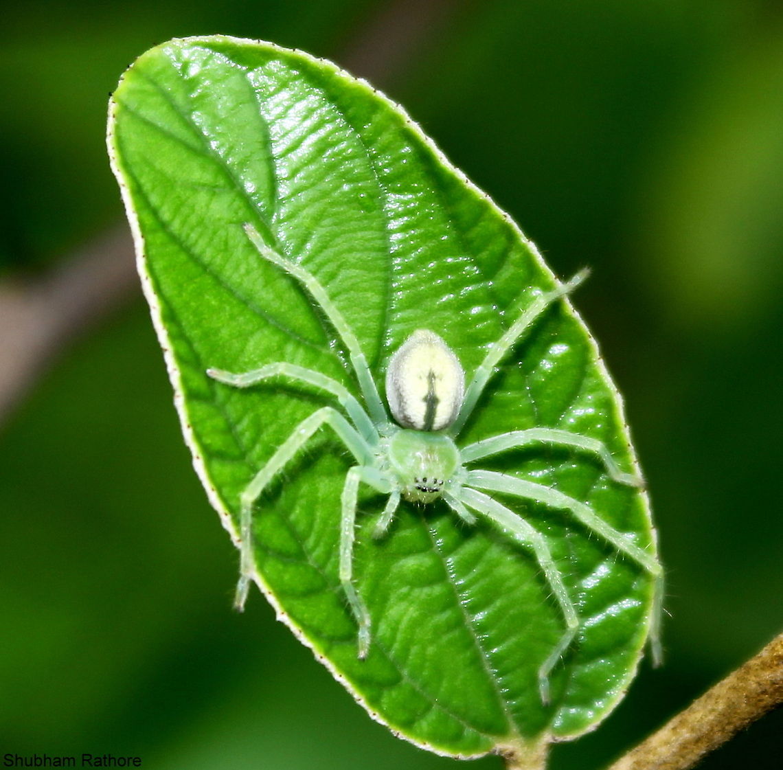 leaf trooper help with the species Geotagged,India,Summer