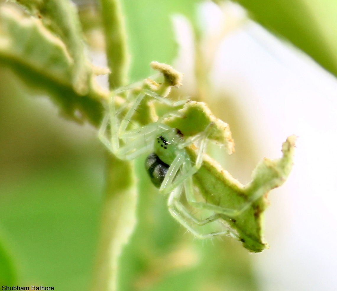so green