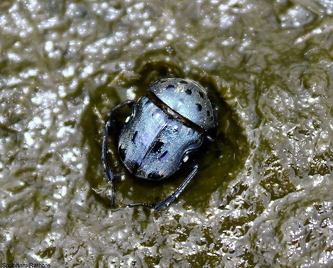 Indian dung beetle "In the dung".... -_- what was I thinking
