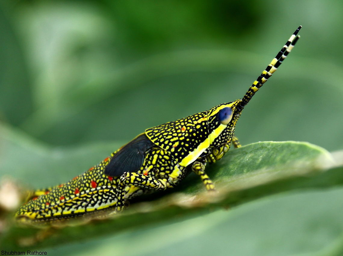 The painted grasshopper nymph since this one is better :P Painted Grasshopper,Poekilocerus pictus