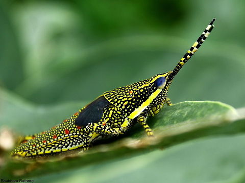 The painted grasshopper nymph since this one is better :P Painted Grasshopper,Poekilocerus pictus