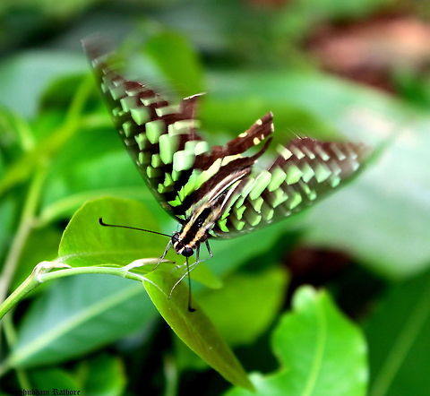A Tailed Jay TOO frisky to even come by -_-