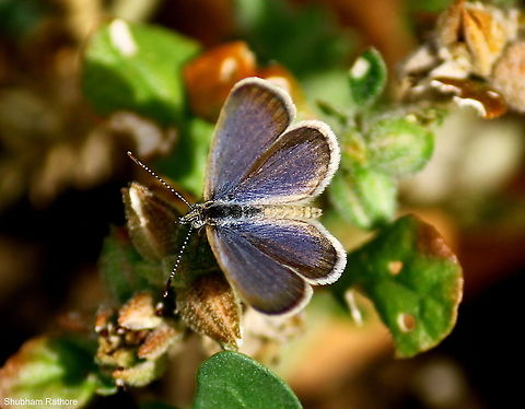 Tiny butterflies <3  Anthene emolus,Ciliate blue,Common Blue,Geotagged,India,Polyommatus icarus,Summer