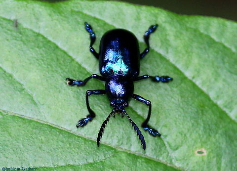 Jewel Beetles  Geotagged,India,Platycorynus peregrinus