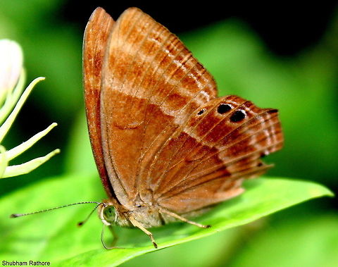 The dancing judy  Abisara echerius,Geotagged,Plum Judy,Summer