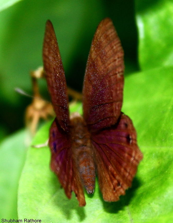 The colours :)  Abisara echerius,Geotagged,India,Plum Judy,Summer