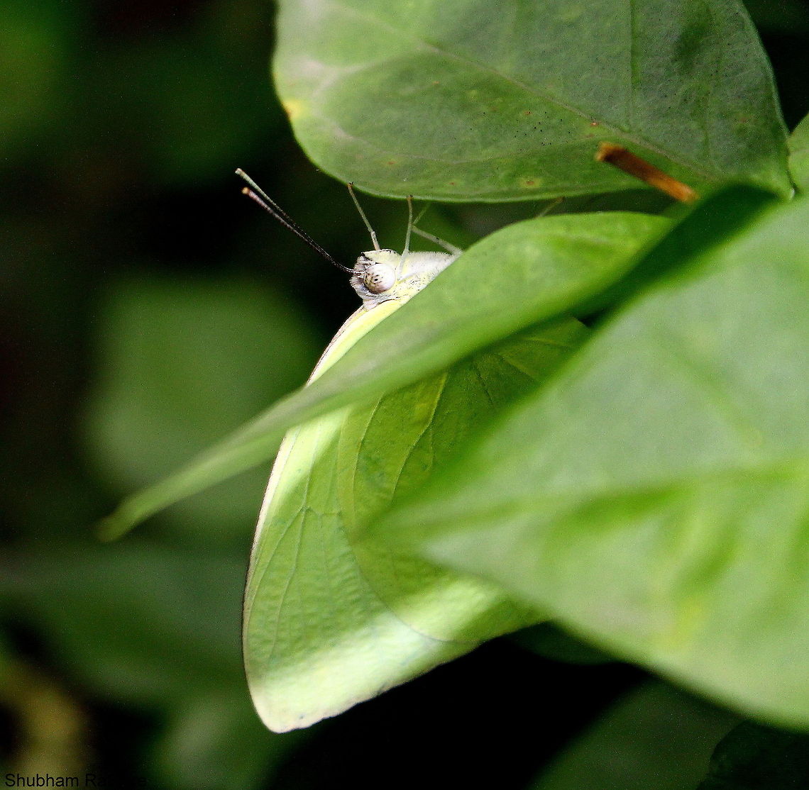 common emigrant  Catopsilia pomona,Common Emigrant,Geotagged,India,Lemon Emigrant,Summer