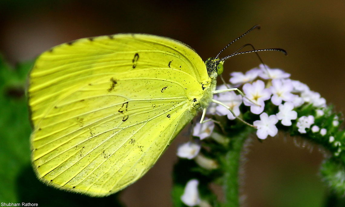 Common Grass Yellow  Common Grass Yellow,Eurema hecabe,Geotagged,India,Summer