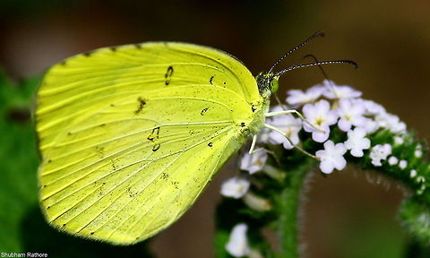 Common Grass Yellow  Common Grass Yellow,Eurema hecabe,Geotagged,India,Summer