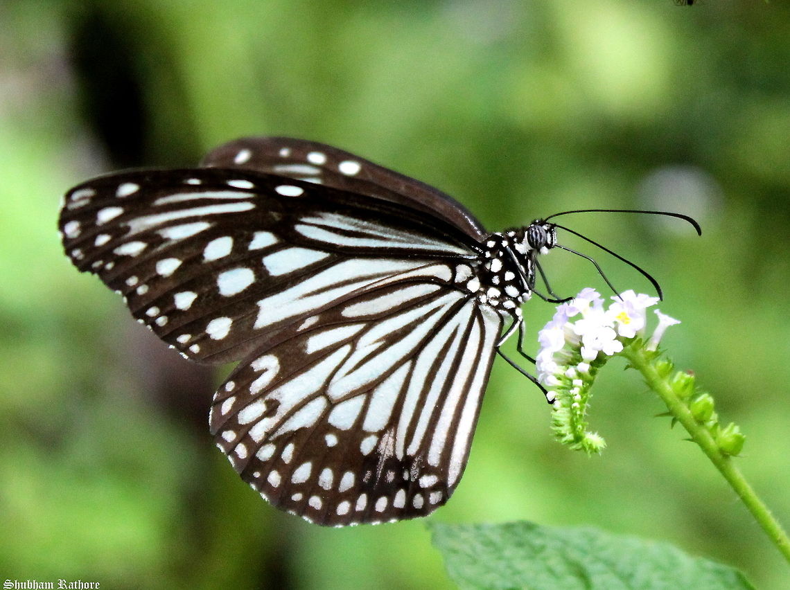 White tiger butterfly Its an early butterfly season this year Geotagged,Glassy Tiger,India,Parantica aglea,Summer