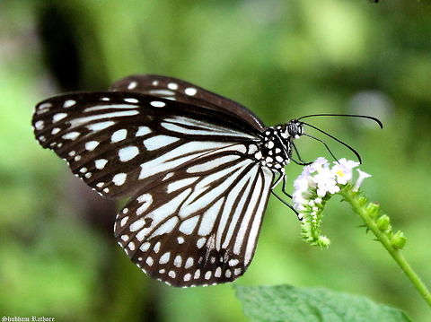 White tiger butterfly Its an early butterfly season this year Geotagged,Glassy Tiger,India,Parantica aglea,Summer